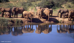 Addo, Port Elizabeth