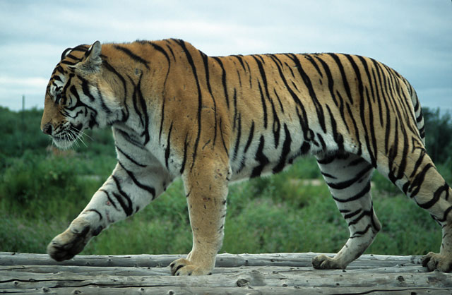 Amur Tiger